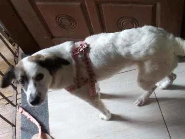 Cachorro ra a Vira-lata pelo alto idade 1 ano nome Polar 