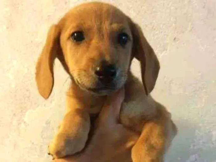 Cachorro raça SRD-ViraLata idade 2 a 6 meses nome FELICIA