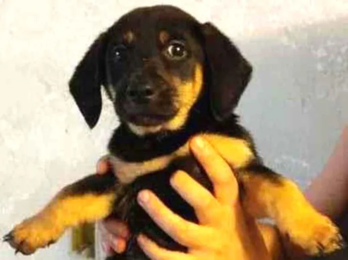 Cachorro raça SRD-ViraLata idade 2 a 6 meses nome GUTO