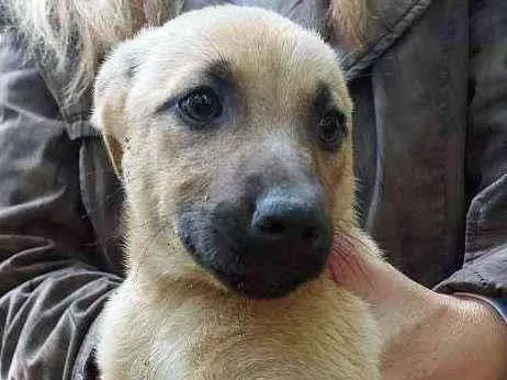 Cachorro ra a Srd idade Abaixo de 2 meses nome Filhotes