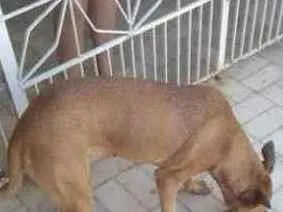Cachorro raça SRD idade  nome X