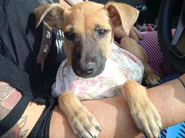 Cachorro raça Srd idade 2 a 6 meses nome Olivia