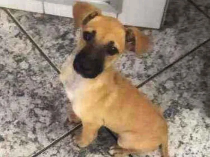 Cachorro raça Srd idade 2 a 6 meses nome Olivia