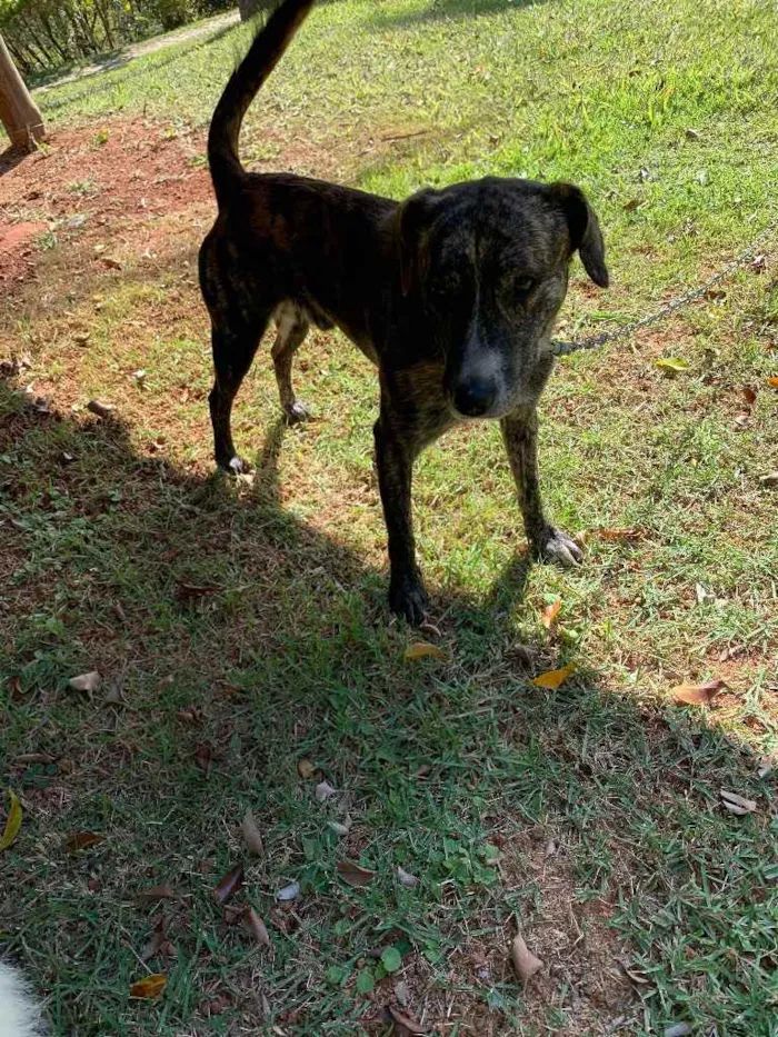 Cachorro ra a Não sei  idade 2 anos nome Não sei