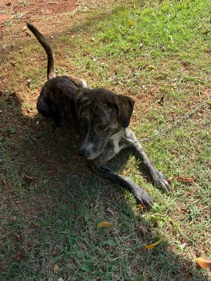 Cachorro ra a Não sei  idade 2 anos nome Não sei