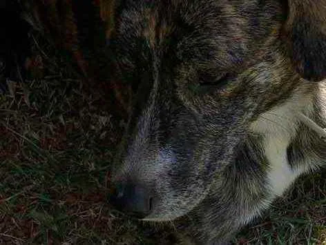 Cachorro ra a Não sei  idade 2 anos nome Não sei