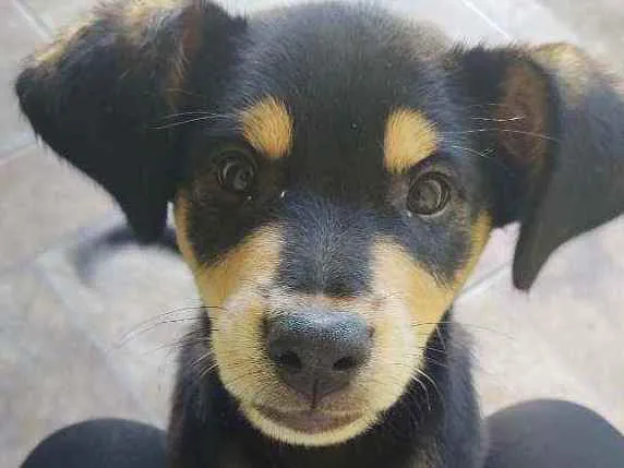 Cachorro ra a Rottweiler misturado idade 2 a 6 meses nome Aslan