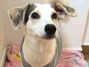 Cachorro raça Indefinido idade 1 ano nome Rani