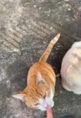Família de gatinhos 