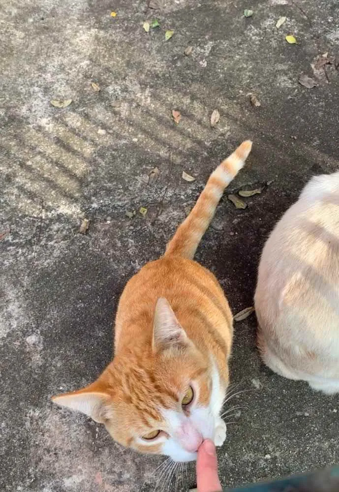 Gato ra a Sem raça definida  idade 2 a 6 meses nome Família de gatinhos 