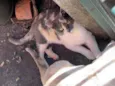 Família de gatinhos 