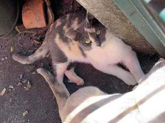 Gato ra a Sem raça definida  idade 2 a 6 meses nome Família de gatinhos 