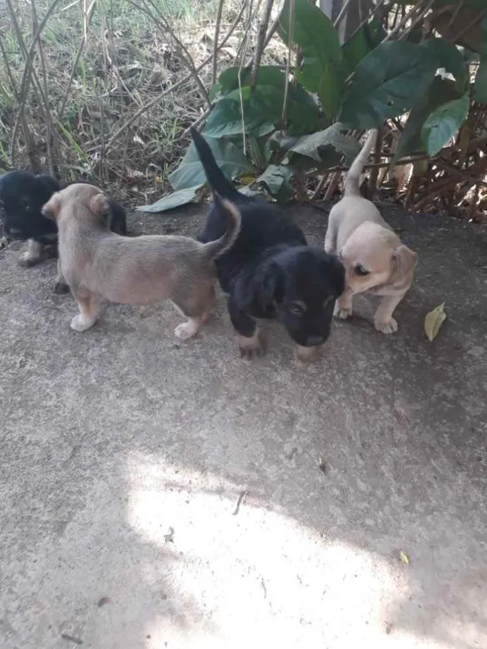 Cachorro raça vira lata idade Abaixo de 2 meses nome sem nome
