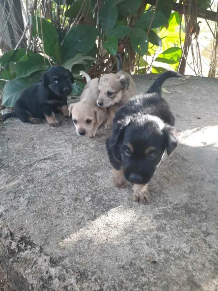 Cachorro raça vira lata idade Abaixo de 2 meses nome sem nome