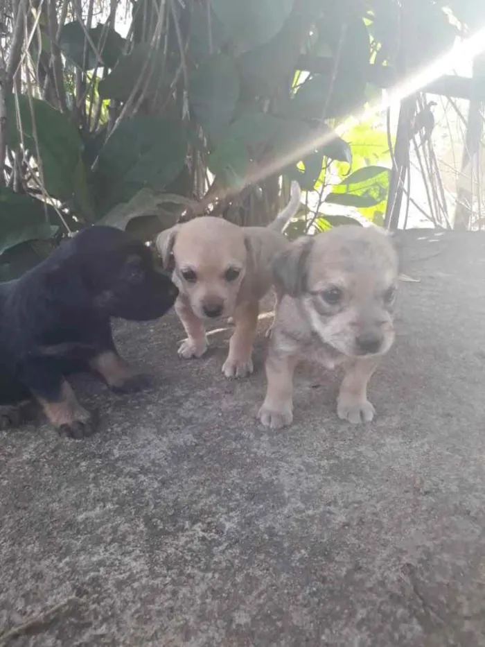 Cachorro raça vira lata idade Abaixo de 2 meses nome sem nome