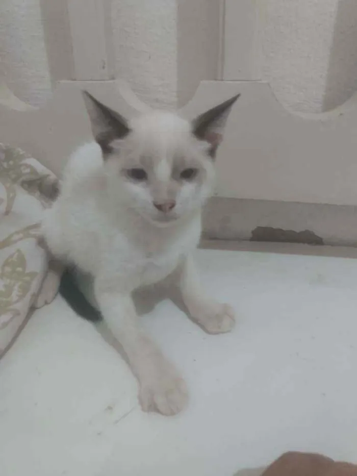 Gato ra a Vira lata idade Abaixo de 2 meses nome Noah