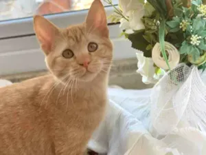 Gato raça SRD idade 2 a 6 meses nome Sem nome