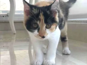Gato raça SRD idade 2 a 6 meses nome Sem nome