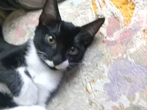 Gato raça Srd  idade 2 a 6 meses nome Simone