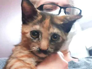 Gato raça SRD idade 2 a 6 meses nome Melzinha