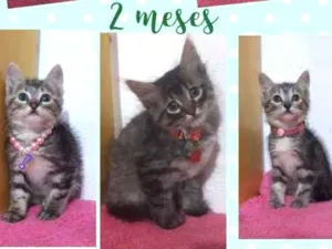 Gato raça Srd idade 2 a 6 meses nome Tigrados
