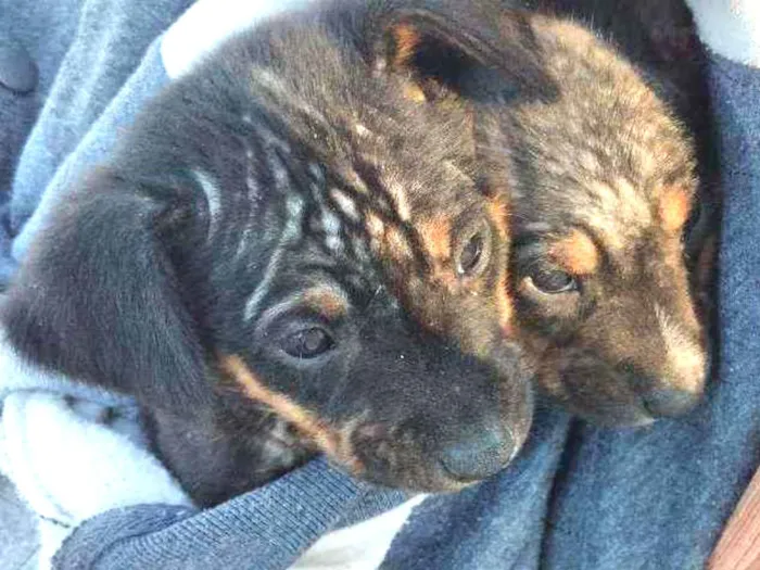 Cachorro ra a Rottweiler idade 2 a 6 meses nome Babalu e chiclete