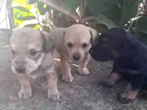 Cachorro raça vira lata idade Abaixo de 2 meses nome sem nome