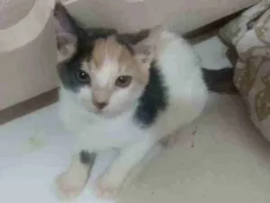 Gato raça Vira lata idade Abaixo de 2 meses nome Jujuba