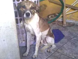 Cachorro raça SRD idade 3 anos nome Jorge