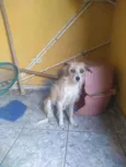 Estopa