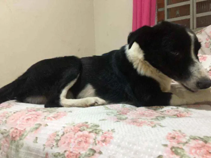 Cachorro ra a SRD idade 3 anos nome Gil