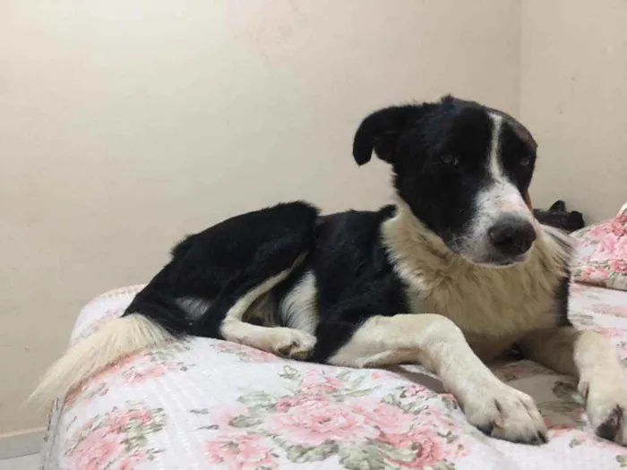 Cachorro ra a SRD idade 3 anos nome Gil