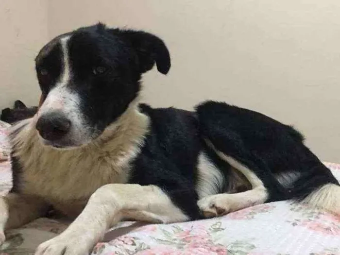 Cachorro ra a SRD idade 3 anos nome Gil