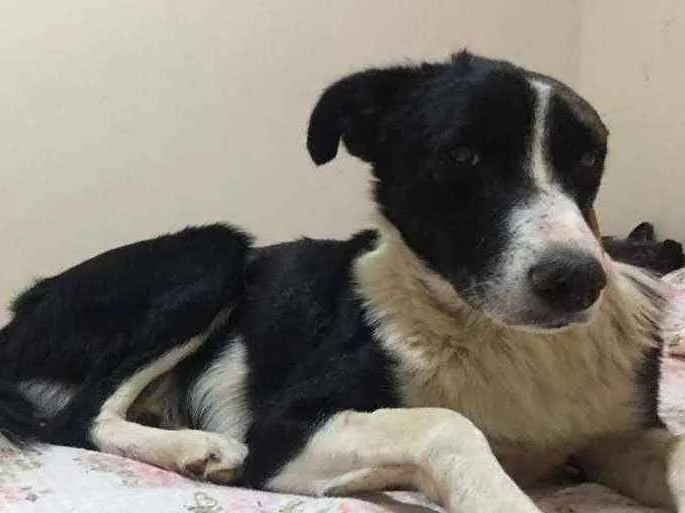 Cachorro ra a SRD idade 3 anos nome Gil