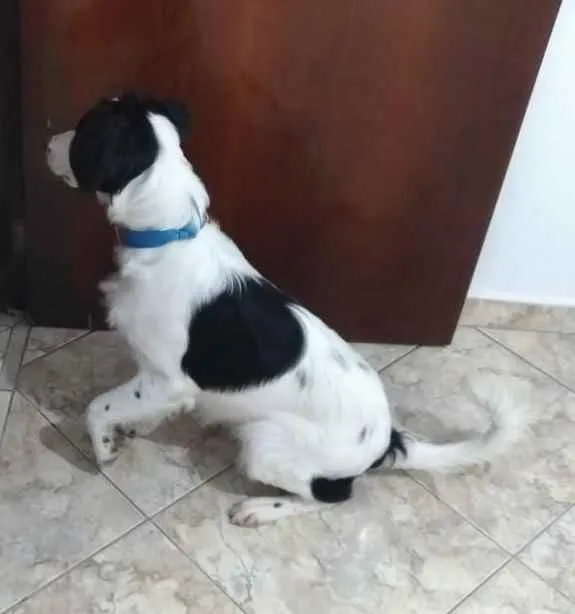 Cachorro ra a SRD idade 2 a 6 meses nome Max