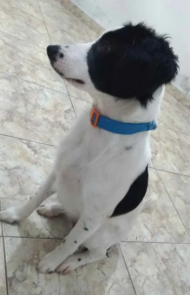 Cachorro ra a SRD idade 2 a 6 meses nome Max