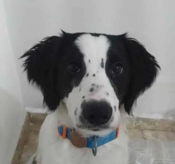 Cachorro ra a SRD idade 2 a 6 meses nome Max