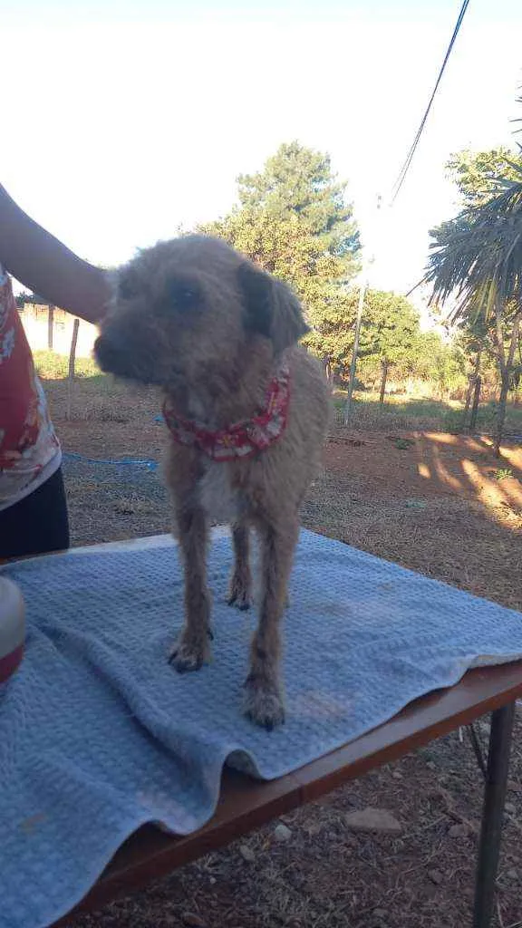 Cachorro ra a SRD idade 6 ou mais anos nome Sol