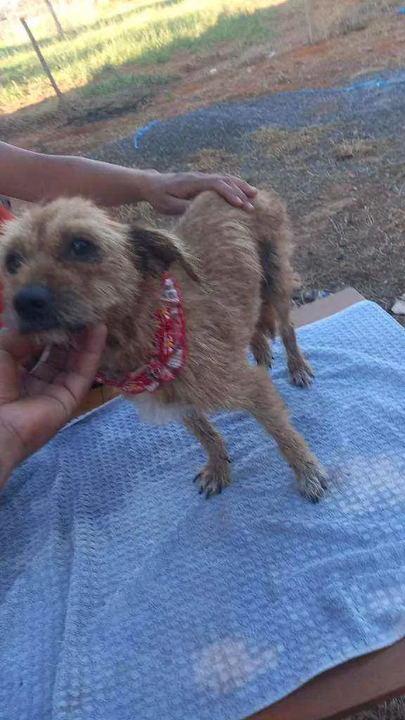 Cachorro ra a SRD idade 6 ou mais anos nome Sol