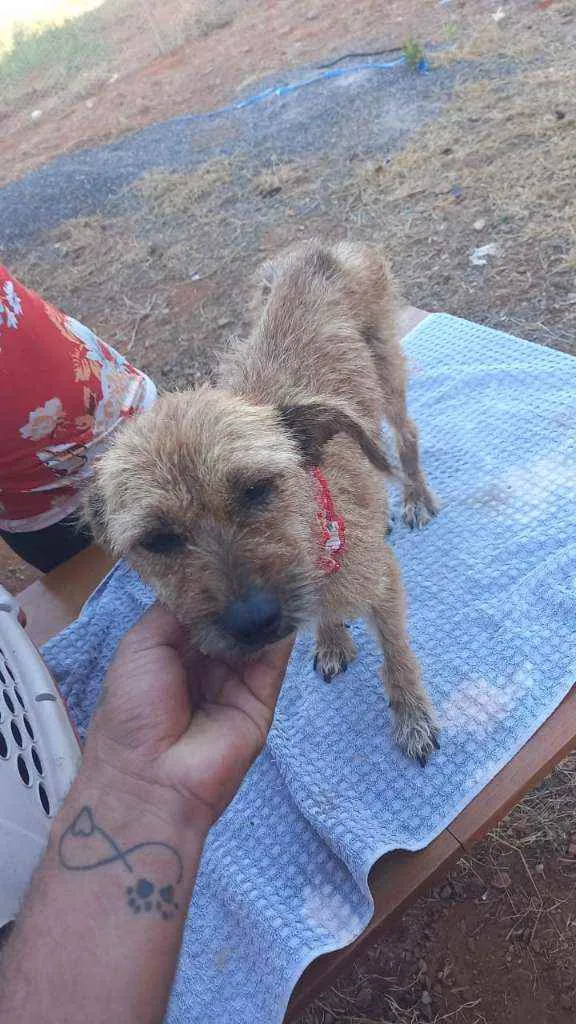 Cachorro ra a SRD idade 6 ou mais anos nome Sol