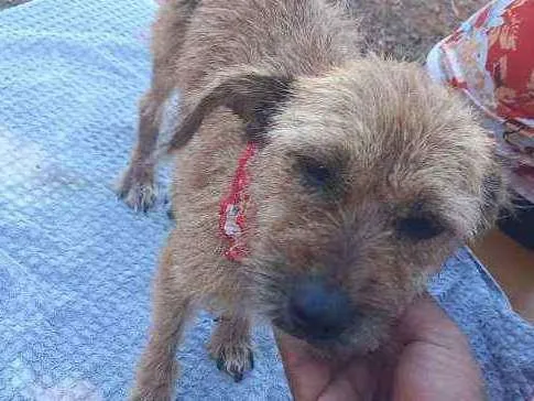 Cachorro ra a SRD idade 6 ou mais anos nome Sol