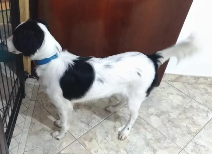 Cachorro ra a SRD idade 2 a 6 meses nome Max