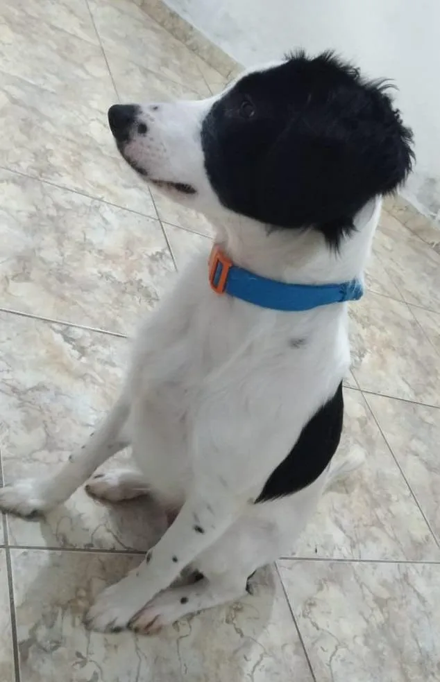 Cachorro ra a SRD idade 2 a 6 meses nome Max