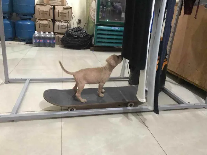 Cachorro raça Srd idade 2 a 6 meses nome 3 Marias castradas 