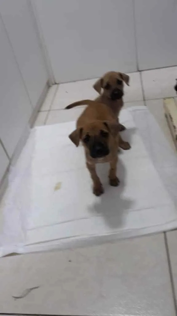 Cachorro raça Srd idade 2 a 6 meses nome 3 Marias castradas 