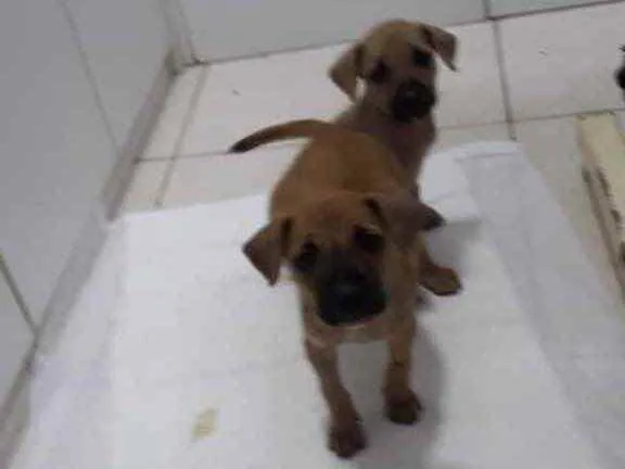 Cachorro raça Srd idade 2 a 6 meses nome 3 Marias castradas 