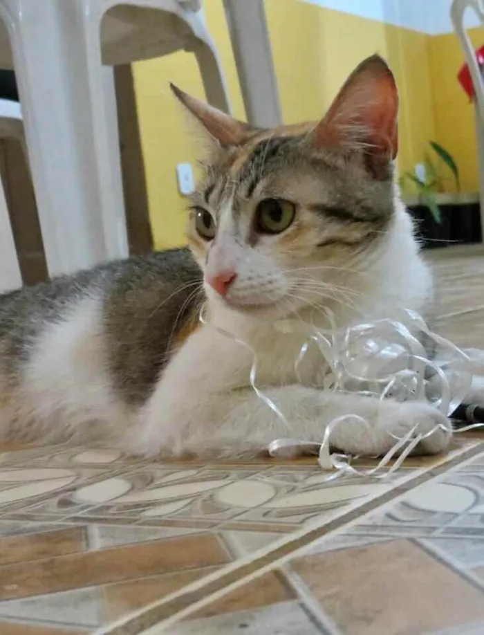 Gato raça Srd idade 2 a 6 meses nome Miniie castrada