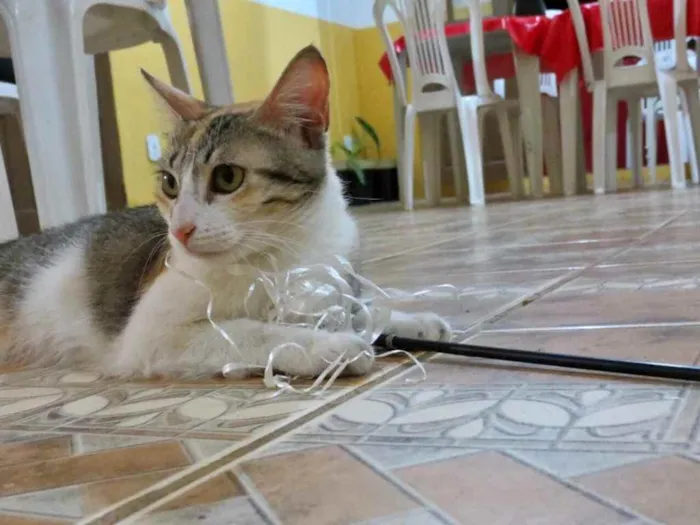 Gato raça Srd idade 2 a 6 meses nome Miniie castrada