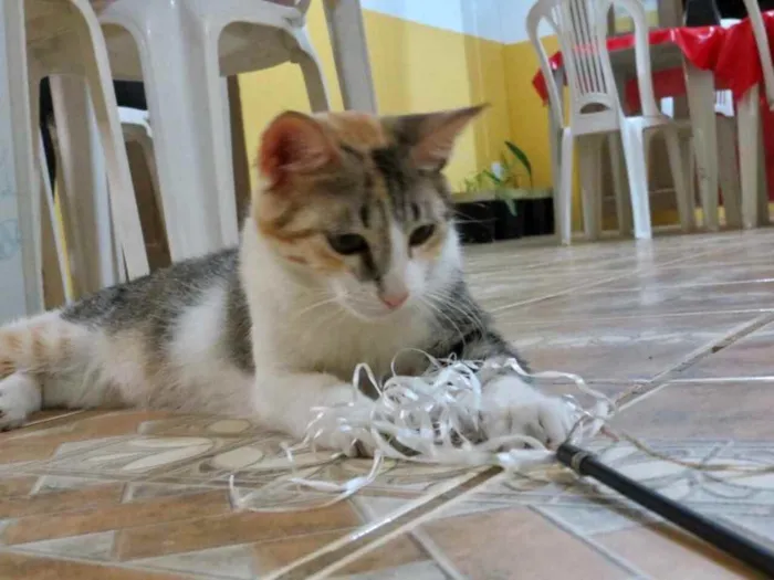 Gato raça Srd idade 2 a 6 meses nome Miniie castrada