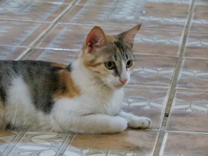 Gato raça Srd idade 2 a 6 meses nome Miniie castrada